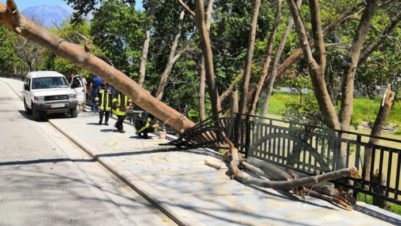Rrëzohet pema gjigante në Shkodër, zë poshtë disa makina